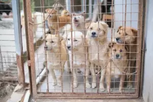 Wiedząc, że najstarszy pies w schronisku ma przed sobą tylko miesiąc życia, adoptowałam go z zamiarem uczynienia go jak najszczęśliwszym.