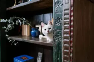Mój mąż i jego mama pozbyli się mojego kota, gdy mnie nie było. Ale nigdy nie spodziewałam się, że mój sąsiad pomoże mi się zemścić.