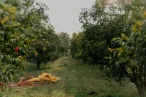 Miałem zamiar zrezygnować z mojego ogrodu - dopóki samotne dziecko nie przypomniało mi, co naprawdę oznacza dom