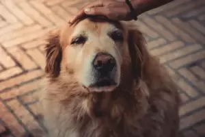 Prawie oddaliśmy naszego Golden Retrievera, ponieważ barał u niani - Ale potem sprawdziłem zdjęcia z kamery i mnie zszokowały