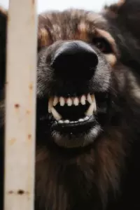Prawie oddaliśmy naszego Golden Retrievera, ponieważ barał u niani - Ale potem sprawdziłem zdjęcia z kamery i mnie zszokowały