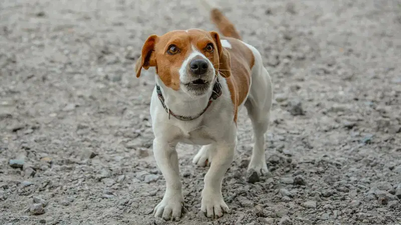 Pokojówka myślała, że nikt nie widział, jak karmiła bezdomnego chłopca - ale jej szef wrócił wcześniej...